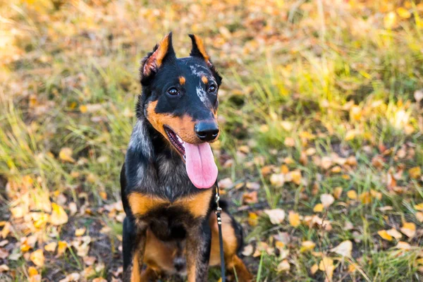 Portret van een hondenras van Franse herdershond op een achtergrond van de herfstnatuur. — Stockfoto