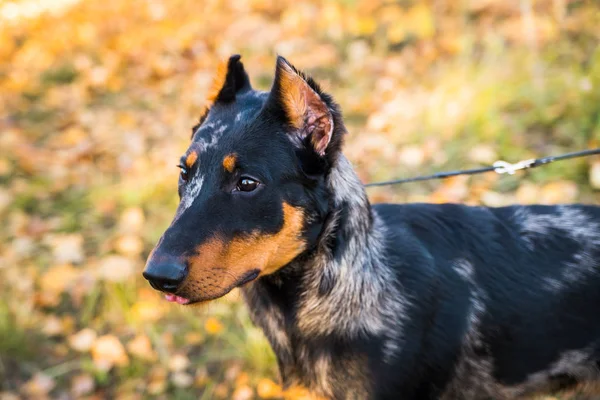 Retrato de uma raça de cão de cão pastor francês em um contexto da natureza de outono . — Fotografia de Stock