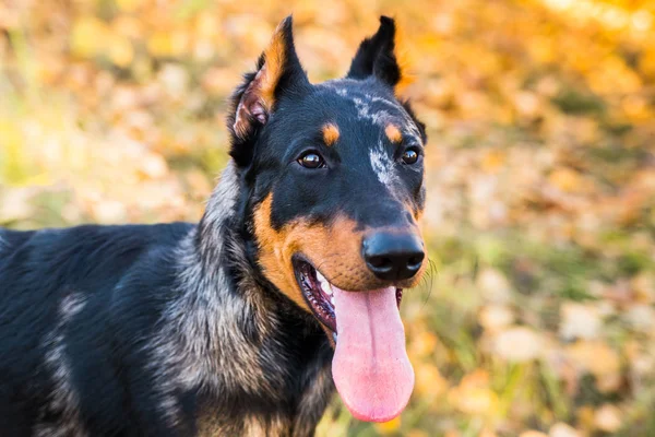 Retrato de una raza canina de perro pastor francés sobre un fondo de naturaleza otoñal . — Foto de Stock