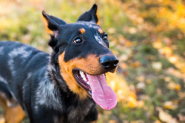 秋の自然を背景にしたフランスのシープドッグの犬の肖像. — ストック写真