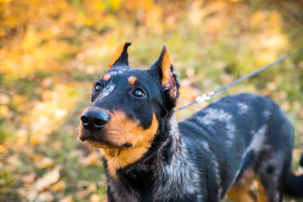 Portret van een hondenras van Franse herdershond op een achtergrond van de herfstnatuur. — Stockfoto