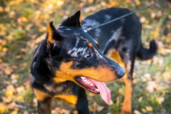 Portret van een hondenras van Franse herdershond op een achtergrond van de herfstnatuur. — Stockfoto