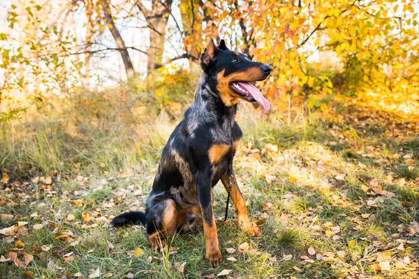 Retrato de uma raça de cão de cão pastor francês em um contexto da natureza de outono . — Fotografia de Stock