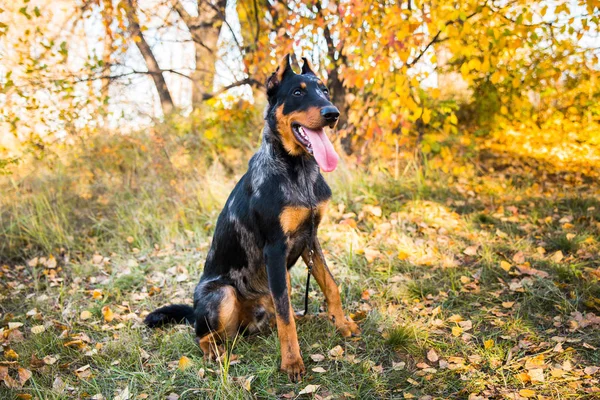 Retrato de uma raça de cão de cão pastor francês em um contexto da natureza de outono . — Fotografia de Stock