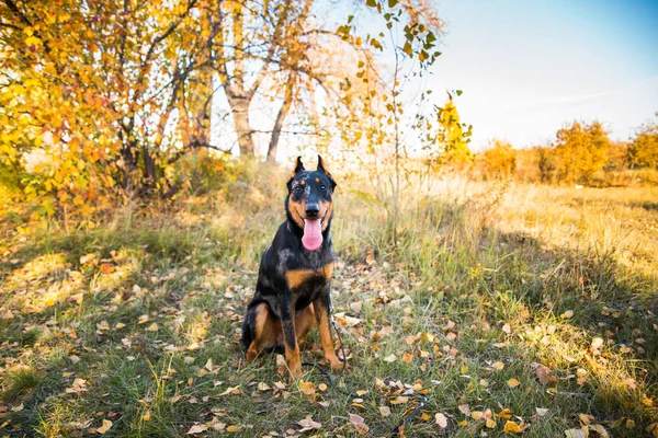 Retrato de uma raça de cão de cão pastor francês em um contexto da natureza de outono . — Fotografia de Stock