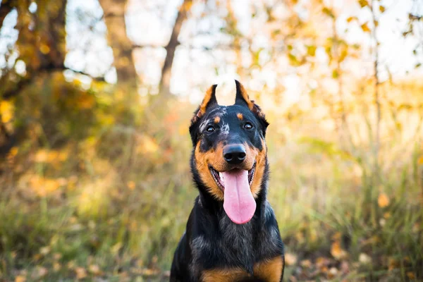 Retrato de una raza canina de perro pastor francés sobre un fondo de naturaleza otoñal . —  Fotos de Stock