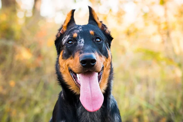 Portret van een hondenras van Franse herdershond op een achtergrond van de herfstnatuur. — Stockfoto