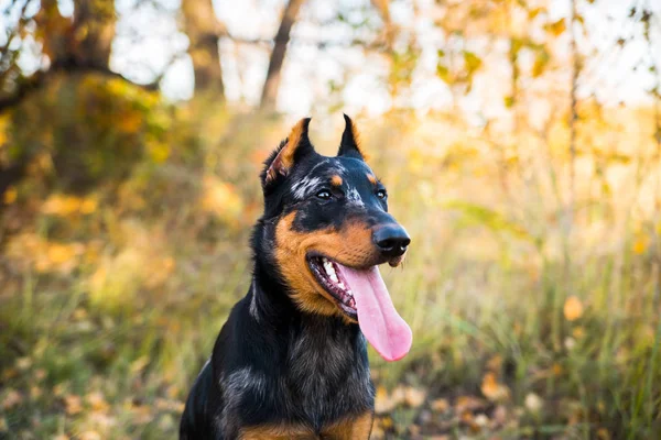 Porträtt av en hund ras av fransk fårhund på en bakgrund av hösten natur. — Stockfoto