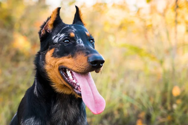 Porträtt av en hund ras av fransk fårhund på en bakgrund av hösten natur. — Stockfoto