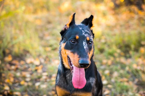 秋の自然を背景にしたフランスのシープドッグの犬の肖像. — ストック写真