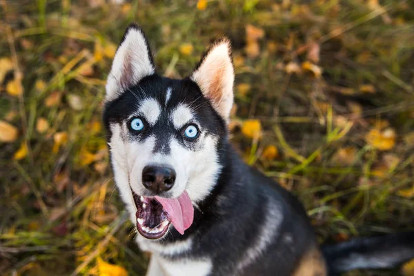 Retrato de un perro Husky sobre un fondo de naturaleza otoñal . —  Fotos de Stock