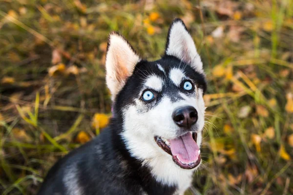 Retrato de un perro Husky sobre un fondo de naturaleza otoñal . — Foto de Stock
