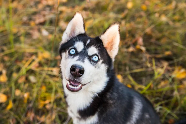 Портрет хаски-собаки на фоне осенней природы . — стоковое фото