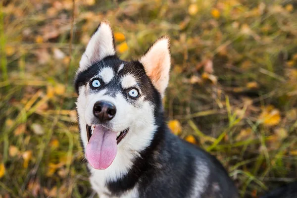 Porträtt av en Husky hund på en bakgrund av höst natur. — Stockfoto