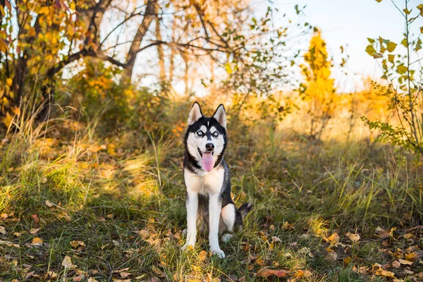Ritratto di un cane muscoloso sullo sfondo della natura autunnale . — Foto Stock