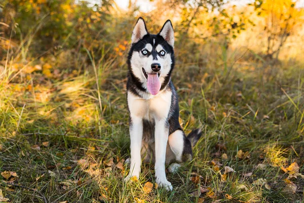 秋の自然を背景にしたハスキー犬の肖像. — ストック写真