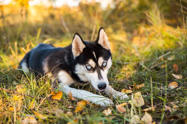 Ritratto di un cane muscoloso sullo sfondo della natura autunnale . — Foto Stock