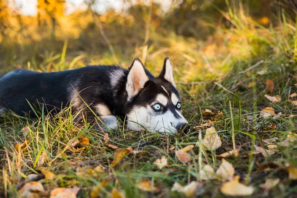 Porträtt av en Husky hund på en bakgrund av höst natur. — Stockfoto