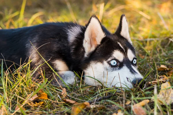 秋の自然を背景にしたハスキー犬の肖像. — ストック写真