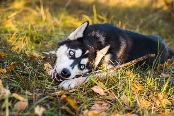 Retrato de um cão Husky em um fundo de natureza outonal . — Fotografia de Stock