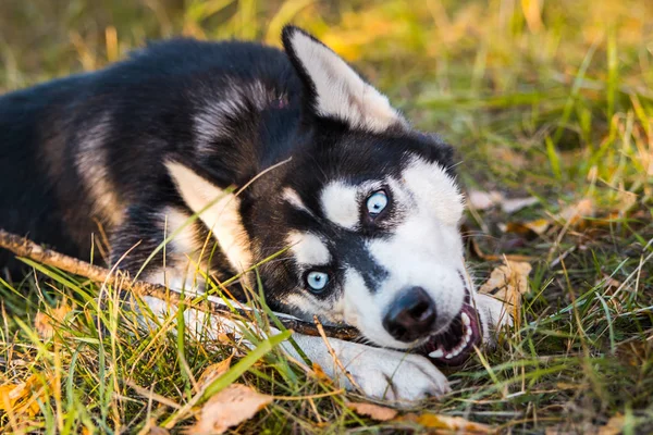 秋の自然を背景にしたハスキー犬の肖像. — ストック写真