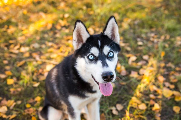Porträt eines Husky-Hundes vor herbstlichem Hintergrund. — Stockfoto