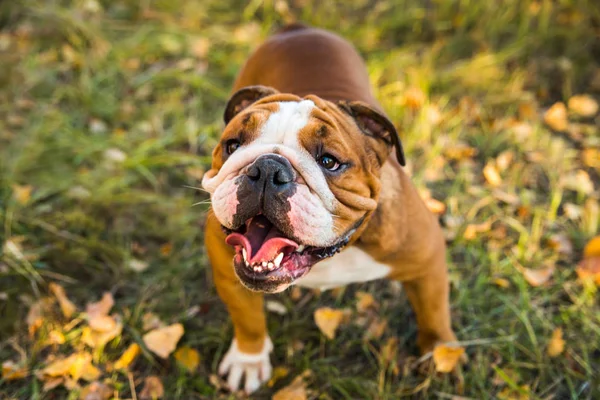 Portrait of English bulldog on a autum nature leaves.