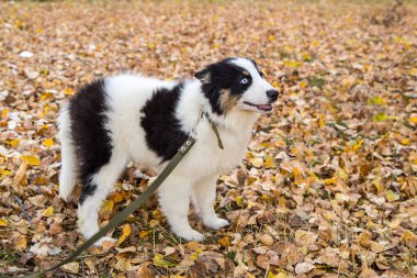 Yakut Husky 'nin mavi gözleri ormandaki sonbahar geçmişinde.