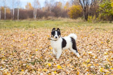 Yakut Husky 'nin mavi gözleri ormandaki sonbahar geçmişinde.