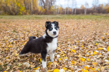 Yakut Husky 'nin mavi gözleri ormandaki sonbahar geçmişinde.