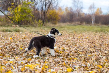 Yakut Husky 'nin mavi gözleri ormandaki sonbahar geçmişinde.