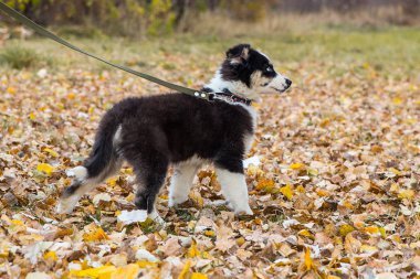 Yakut Husky 'nin mavi gözleri ormandaki sonbahar geçmişinde.