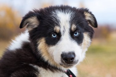 Yakut Husky 'nin mavi gözleri ormandaki sonbahar geçmişinde.
