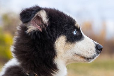 Yakut Husky 'nin mavi gözleri ormandaki sonbahar geçmişinde.