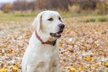 parkta sonbaharda sarı labrador