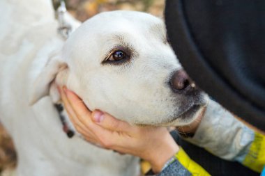 parkta sonbaharda sarı labrador.