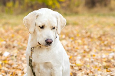 parkta sonbaharda sarı labrador