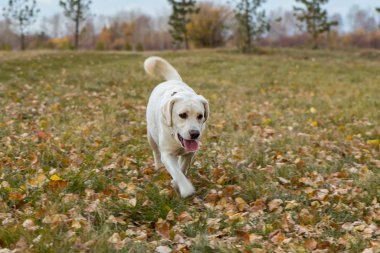 parkta sonbaharda sarı labrador