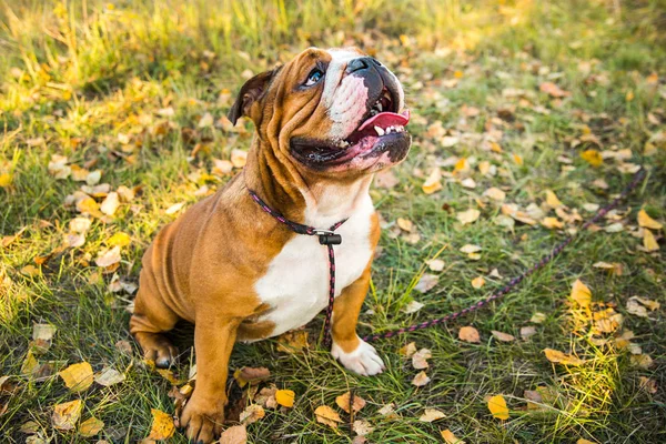 Portrait of English bulldog on a autum nature leaves. — 스톡 사진