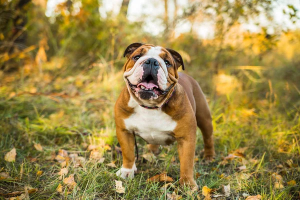 Portrait of English bulldog on a autum nature leaves. — 스톡 사진