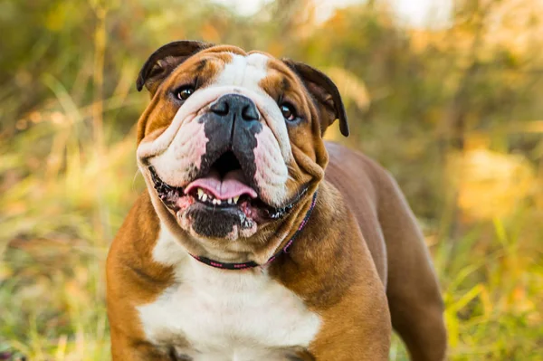 Portrait de bulldog anglais sur une feuille de nature autum . — Photo