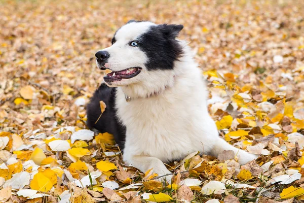 Yakut Husky with blue eyes on an autumn background in the forest — Stock Photo, Image