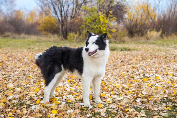 Yakut Husky con ojos azules sobre un fondo otoñal en el bosque —  Fotos de Stock