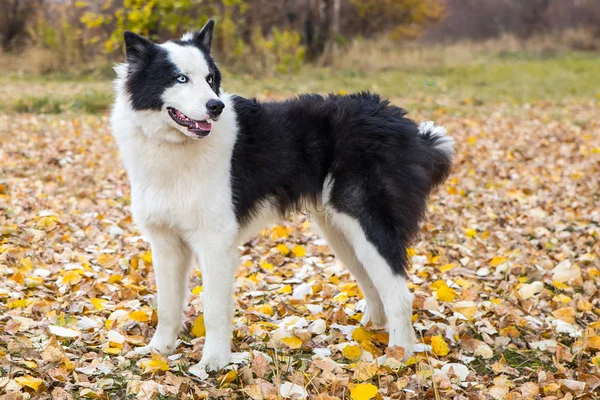 Yakut Husky con gli occhi azzurri su uno sfondo autunno nella foresta — Foto Stock