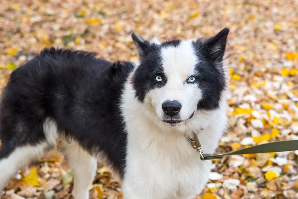 Yakut Husky con gli occhi azzurri su uno sfondo autunno nella foresta — Foto Stock