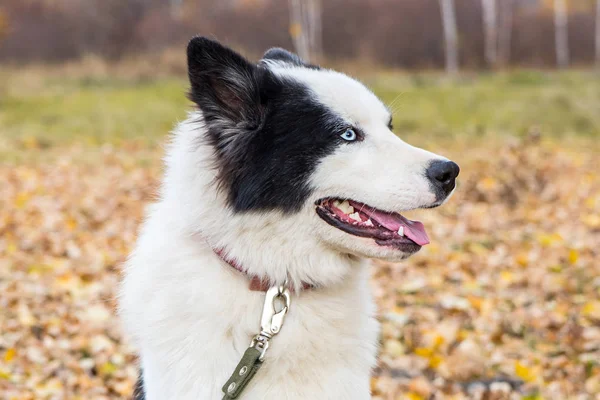 Yakut Husky com olhos azuis em um fundo de outono na floresta — Fotografia de Stock