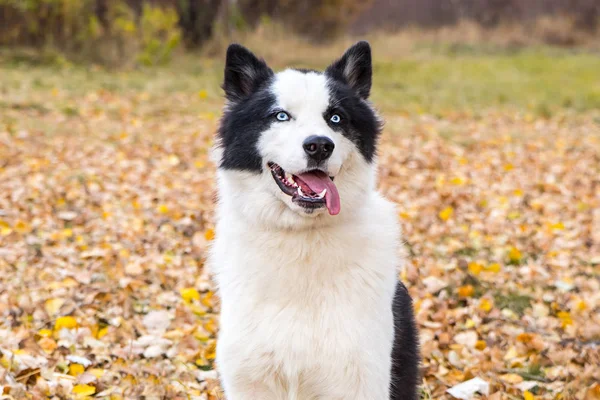 Yakut Husky με μπλε μάτια σε ένα φθινοπωρινό φόντο στο δάσος — Φωτογραφία Αρχείου