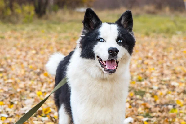 Yakut Husky con gli occhi azzurri su uno sfondo autunno nella foresta — Foto Stock