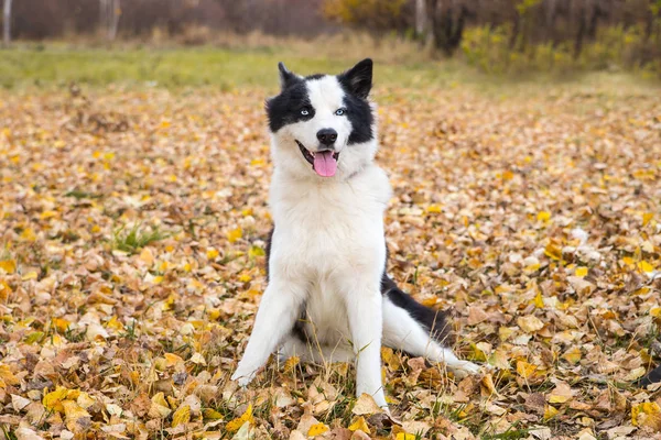 Yakut Husky con ojos azules sobre un fondo otoñal en el bosque —  Fotos de Stock