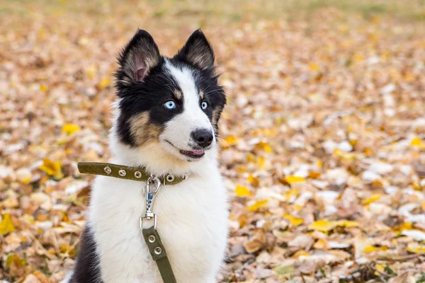 Yakut Husky con gli occhi azzurri su uno sfondo autunno nella foresta — Foto Stock